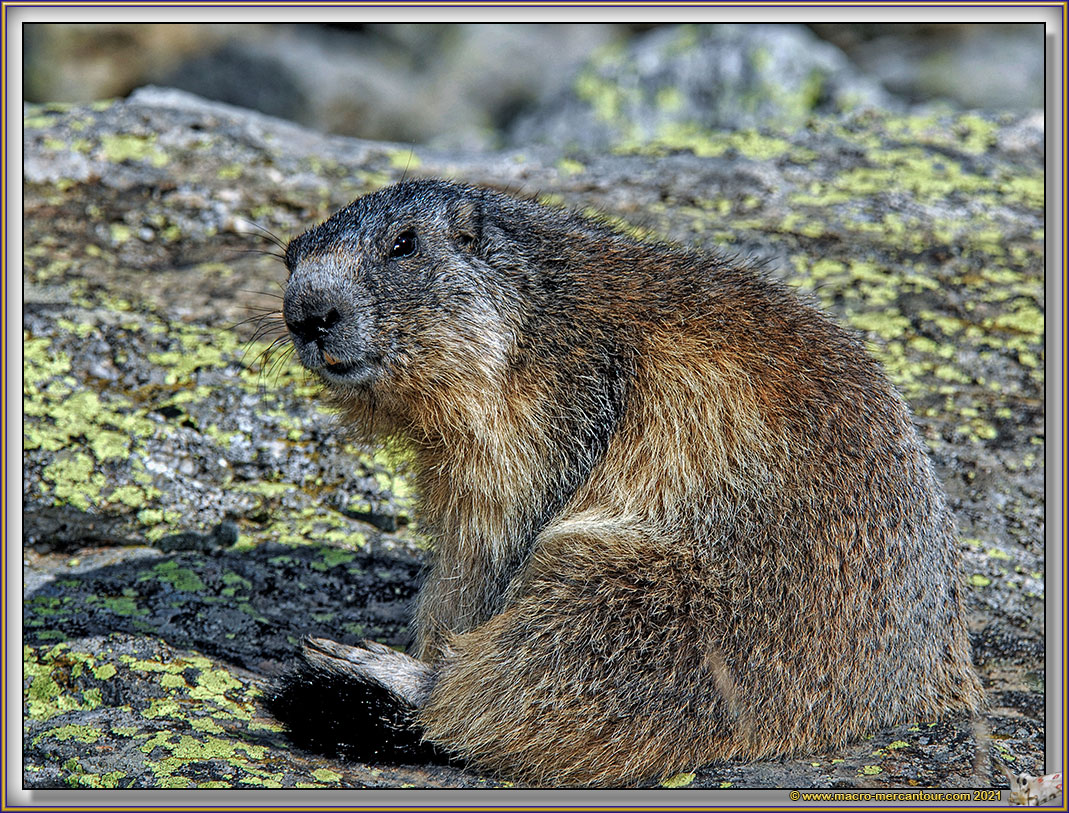 MARMOTTES